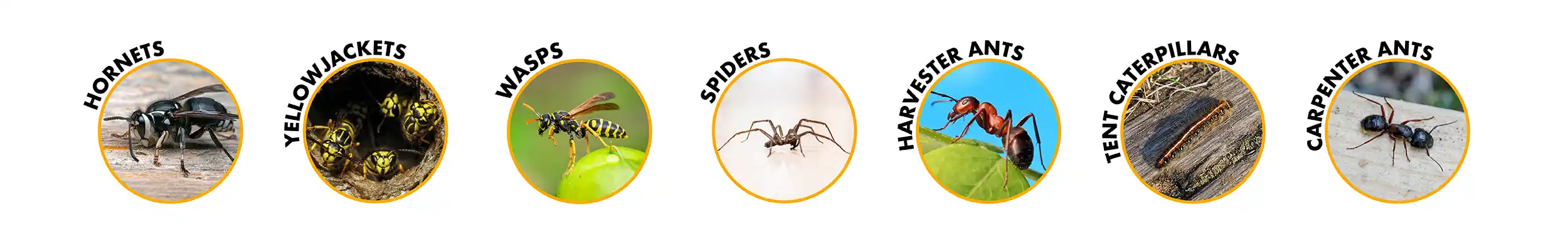 Hornets Yellowjackets Wasps Spiders Harvester Ants Tent Caterpillars Carpenter Ants