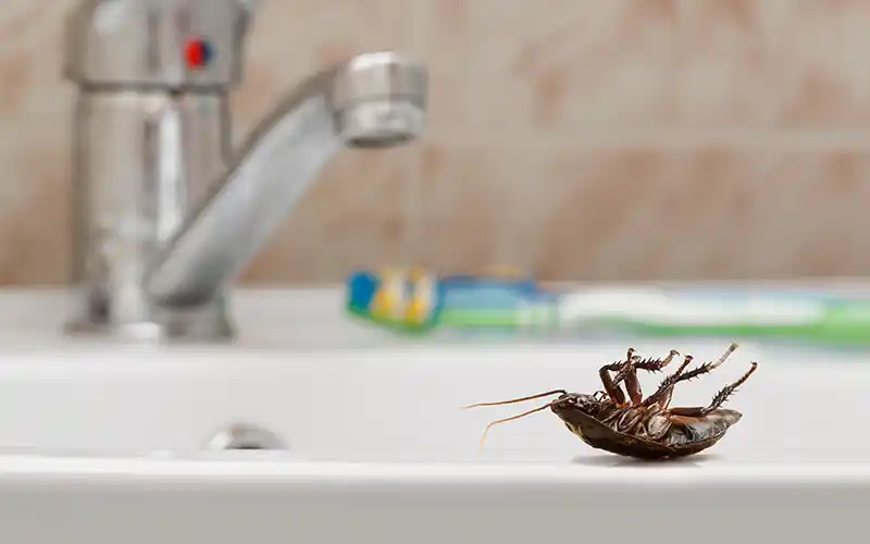 HOW TO IDENTIFY PESTS
