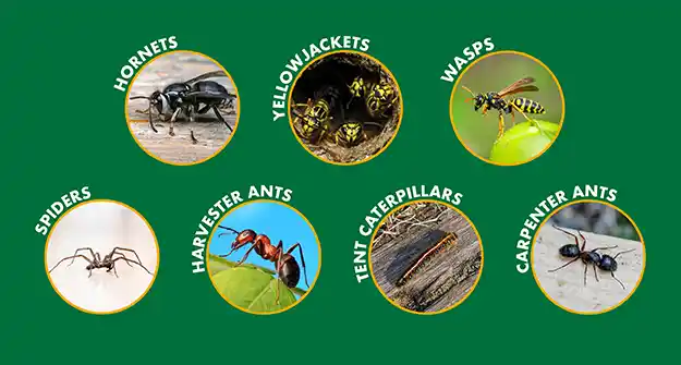 How to Identify Common Pests Around Your Home Thumbnail