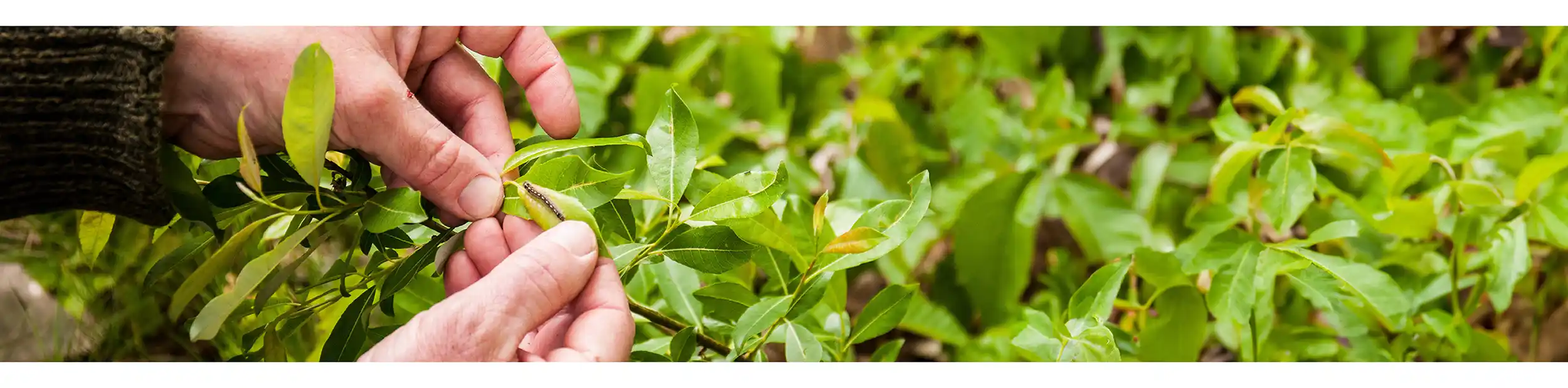 Photo of hands holding a weed