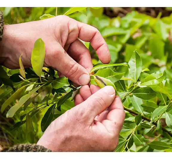 Photo of hands holding a weed