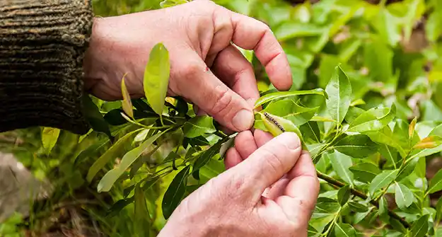 How to Identify Weeds and Plant Diseases Thumbnail