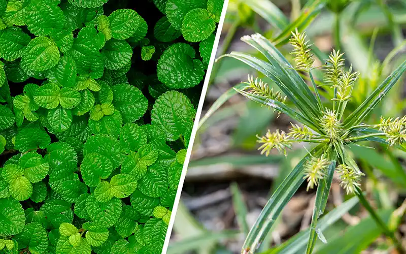 PERENNIAL & BIENNIAL WEEDS