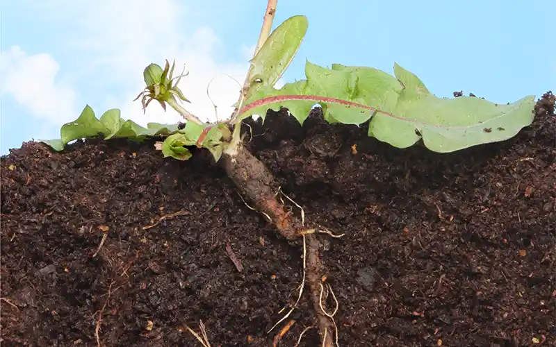 PRE-EMERGENT HERBICIDES