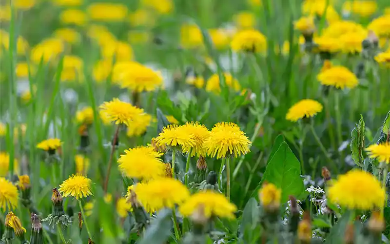 POST-EMERGENT HERBICIDES