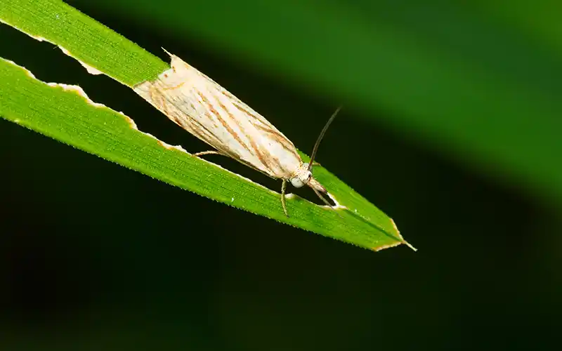 REDUCE INSECT DAMAGE