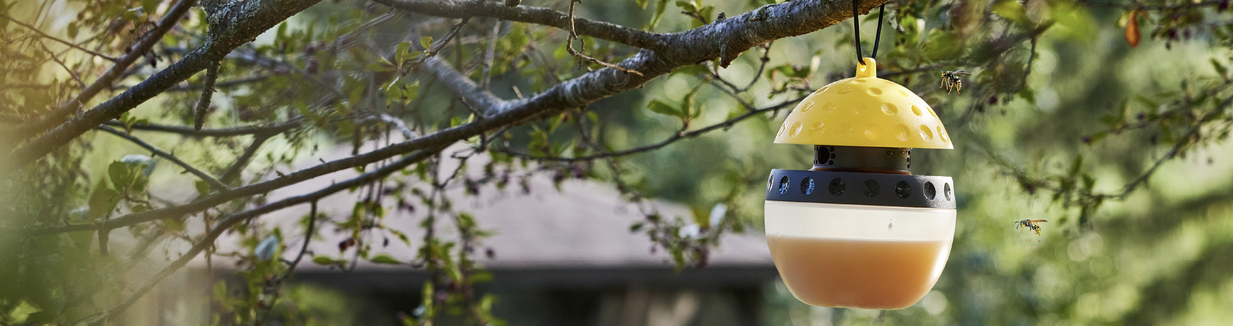 Wasp & Hornet 101 Desktop Banner Image