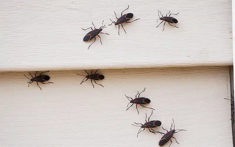 SEASONAL PESTS