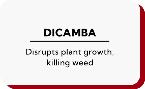 Dicamba