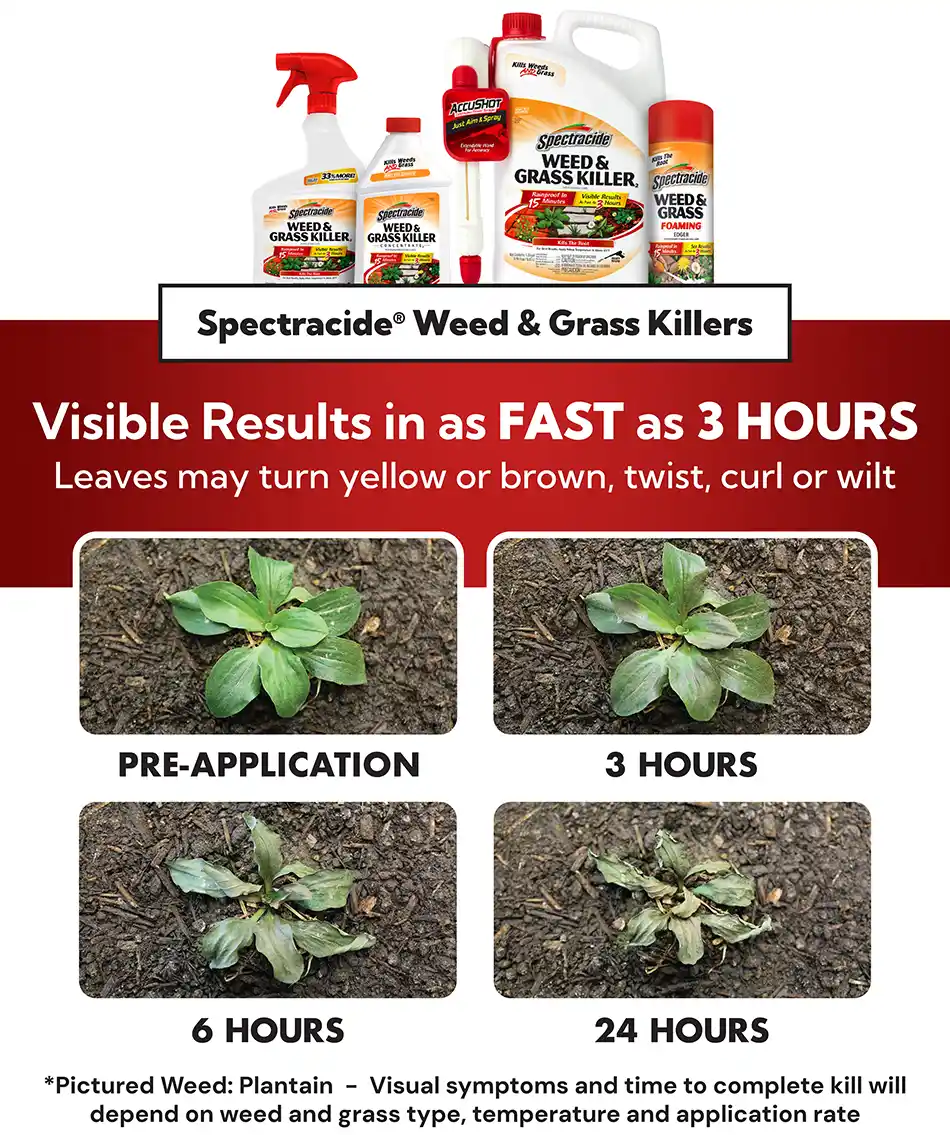 Ingredients Results Page