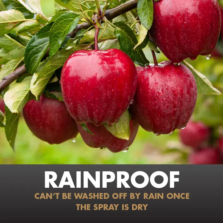 Rainproof Can't be washed off by rain once the spray is dry