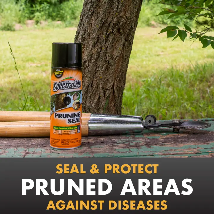 Seal and protect pruned areas against diseases