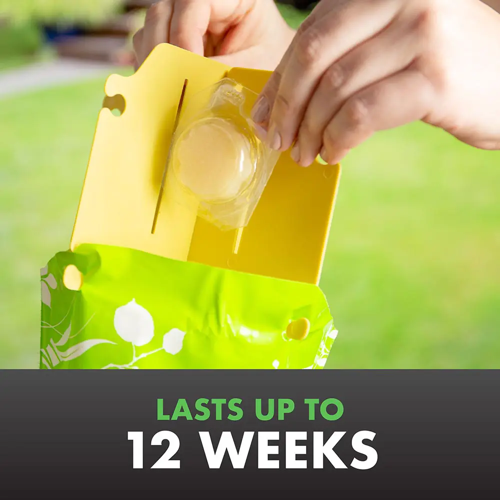 Lasts Up to 12 Weeks