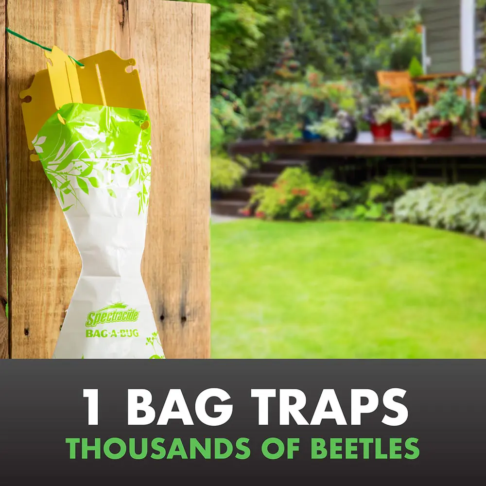 1 Bag Traps Thousands of Beetles