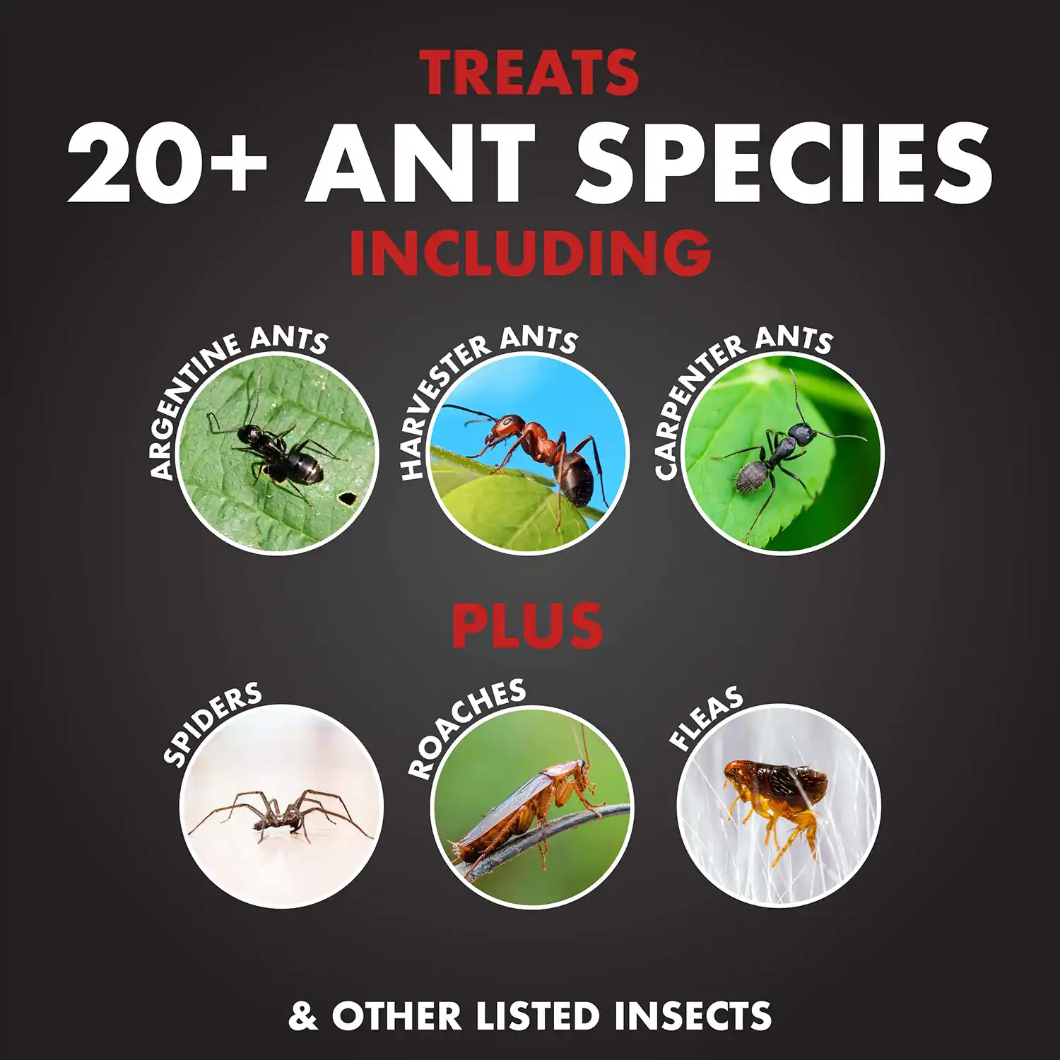 TREATS 20+ ANT SPECIES INCLUDING ARGENTINE ANTS, HARVESTER ANTS, CARPENTER ANTS, SPIDERS PLUS ROACHES FLEAS & OTHER LISTED INSECTS