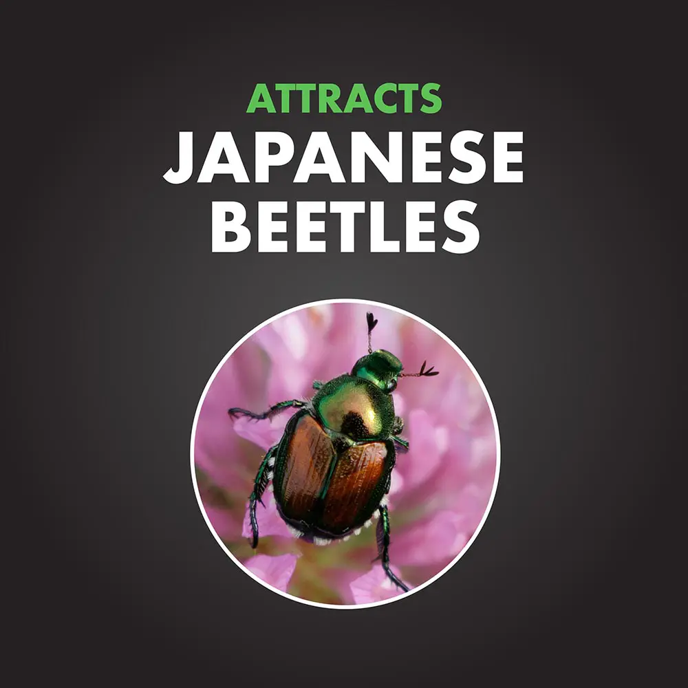 Attracts Japanese Beetles