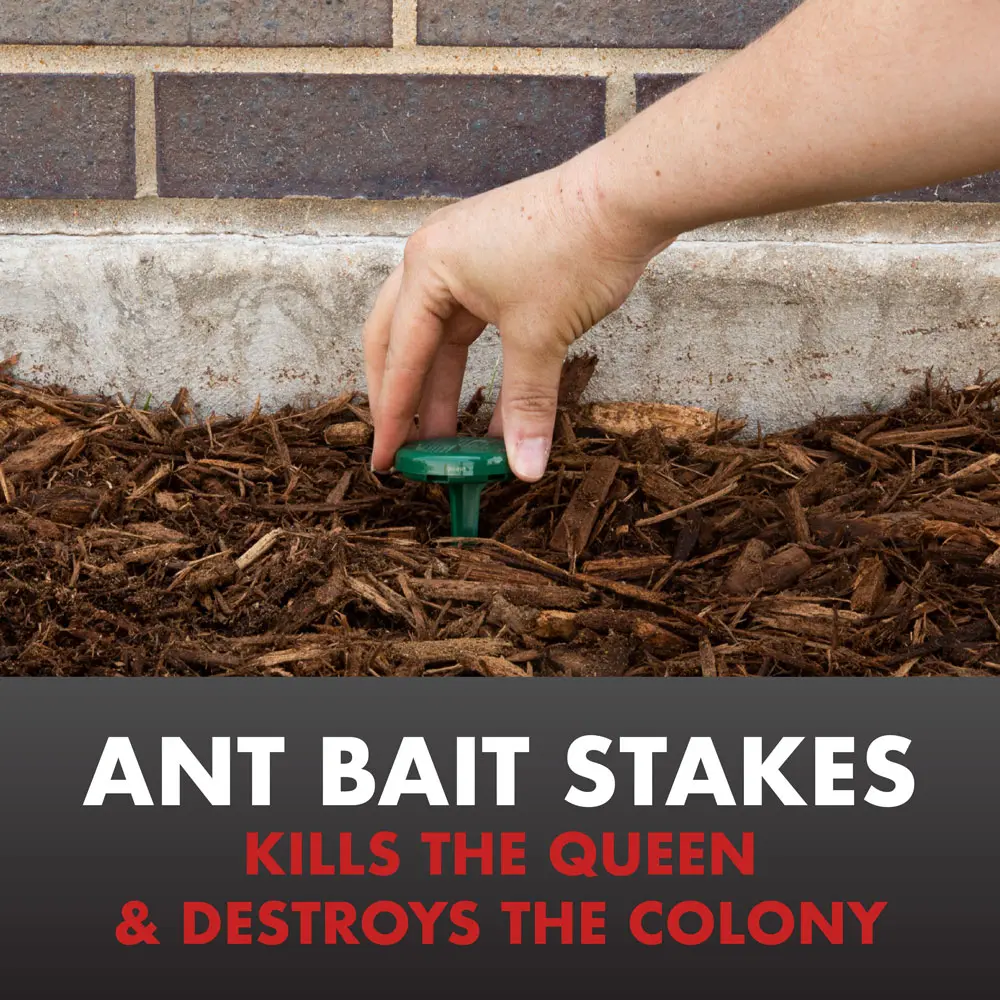 Ant Bait Stakes Kills the Queen and Destroys the Colony