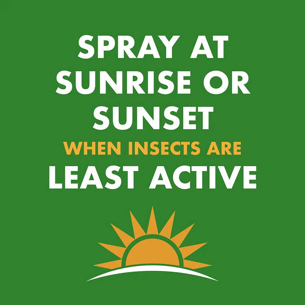 Spray at Sunrise or Sunset When Insects are Least Active