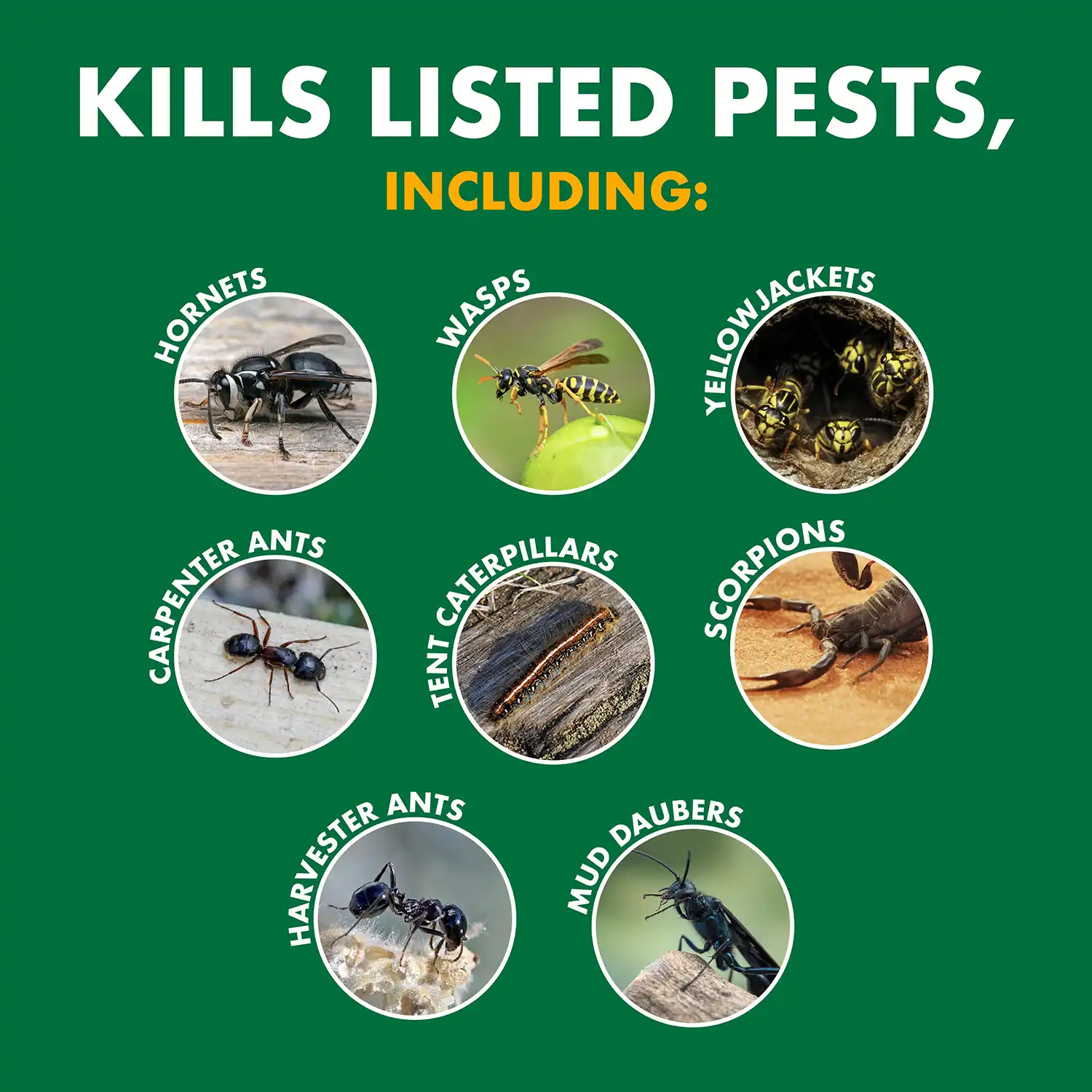 Wasp & Hornet Kills Listed Pests