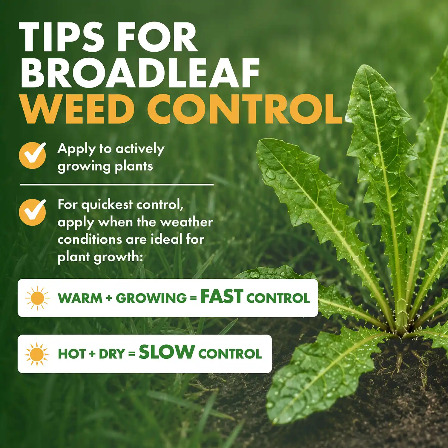 TIPS FOR BROADLEAF WEED CONTROL Apply to actively growing plants For quickest control, apply when the weather conditions are ideal for plant growth: