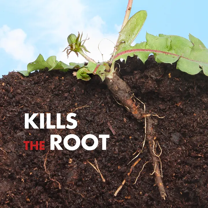 Kills the root