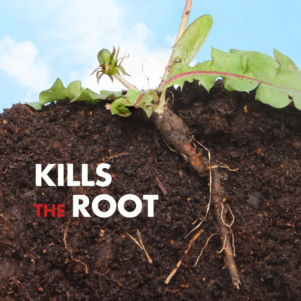 Kills the Root