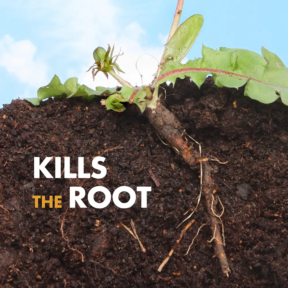 Kills the Root