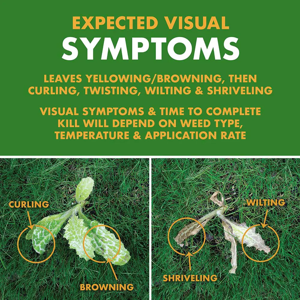 A list of the expected visual symptoms of the product working on killing weeds