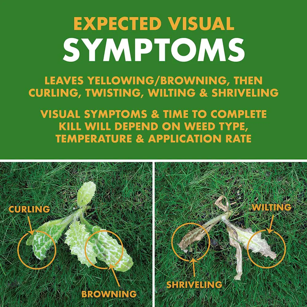 A list of the expected visual symptoms of the product working on killing weeds
