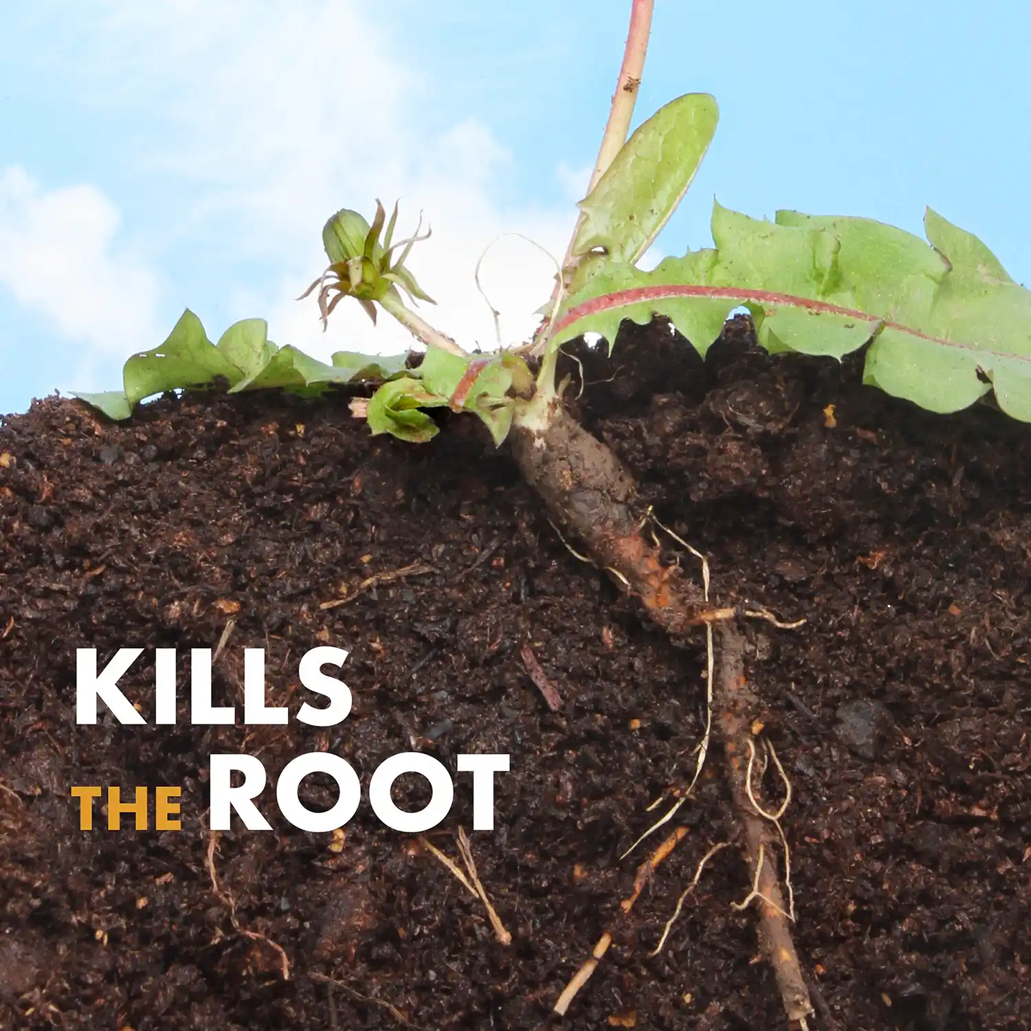 Kills the Root
