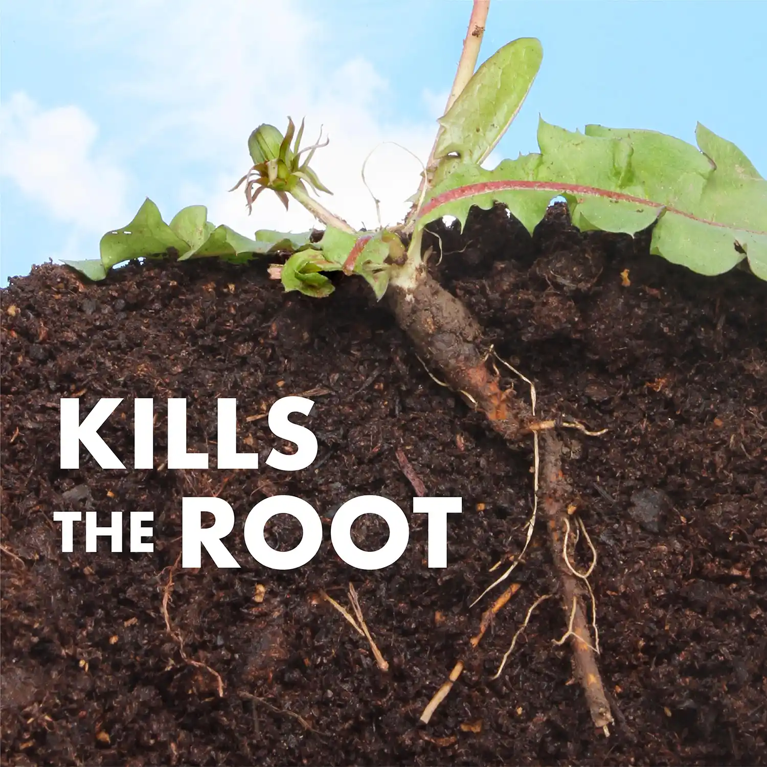 One Shot Weed and Grass Killer Accushot Refill 1 Gallon - Kills the Root