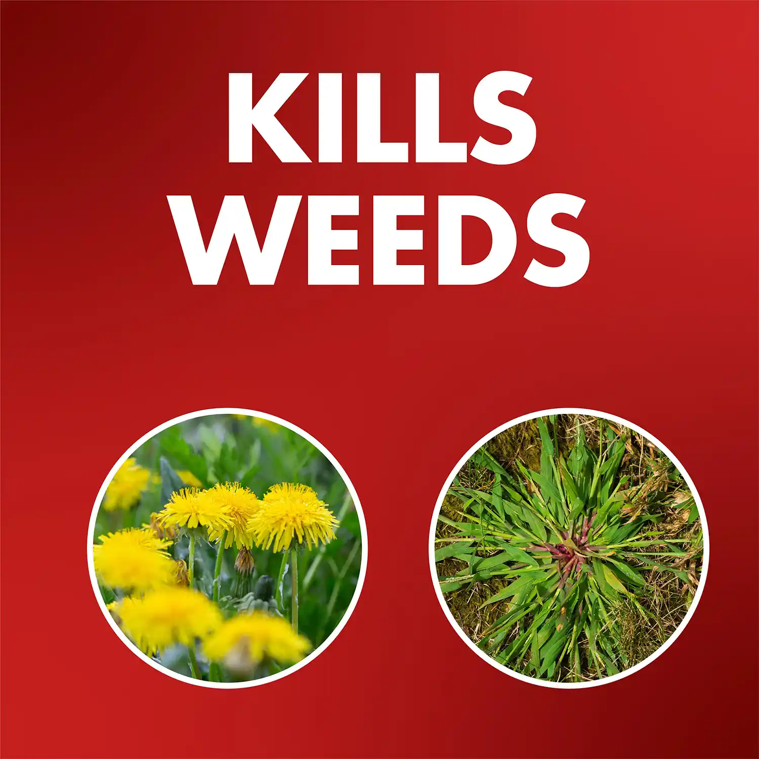 One Shot Weed and Grass Killer Accushot Refill 1 Gallon - Kills Weeds