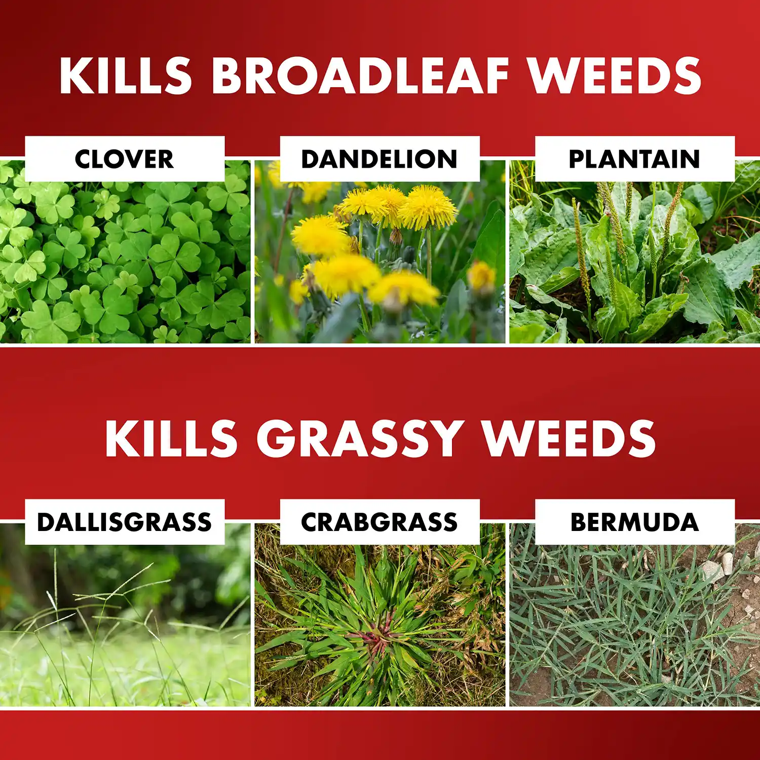 KILLS BROADLEAF WEEDS CLOVER DANDELION PLANTAIN | KILLS GRASSY WEEDS DALLISGRASS CRABGRASS BERMUDA