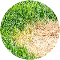 Disease & Fungus - Lawns
