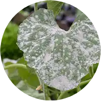 Disease & Fungus - Plants