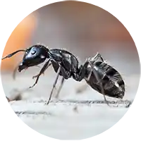 Insect Killers - Ants Termites