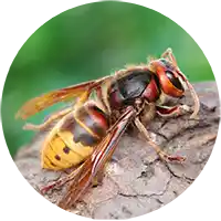 Insect Killers - Flying Stinging