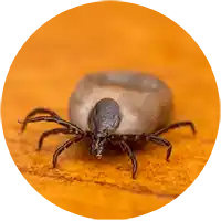 Insect Killers - Lawn Insects