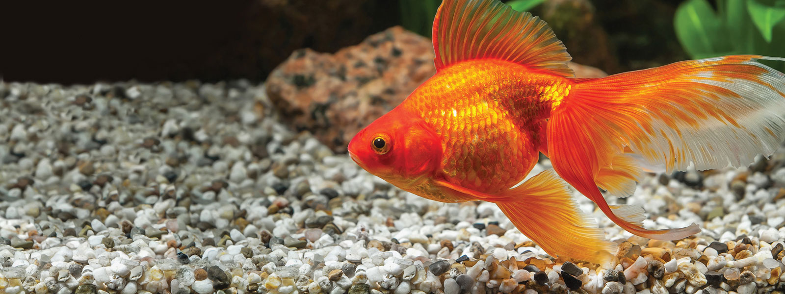 Find Tetra Proudcts by Fish Species