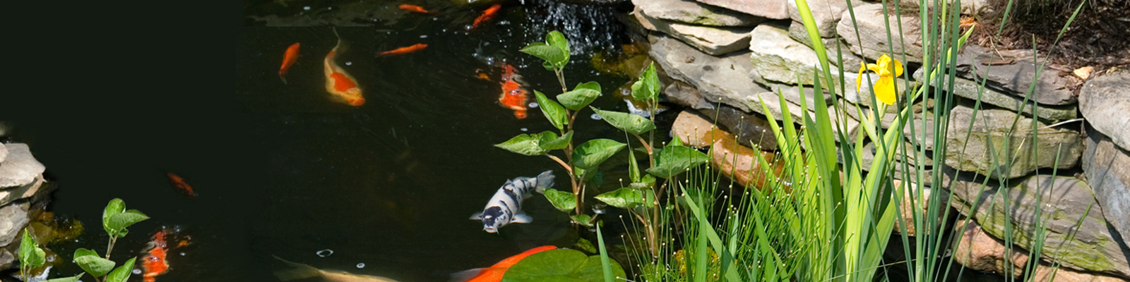 Tetra Pond Inspiration