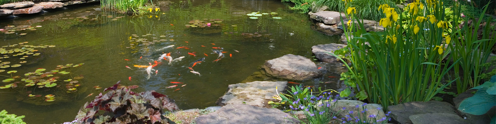 Tetra Pond Inspiration