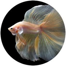 Betta Doubletail