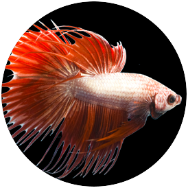 Betta Half Sun Combtail