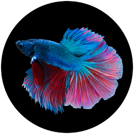 Betta Rose Tail Feather Tail