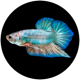 Betta Round Tail Fantail