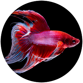 Betta Veiltail