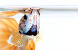 Betta Fish Facts
