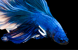 Betta Fish Facts