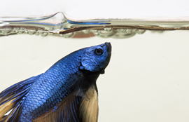 Betta Fish Facts