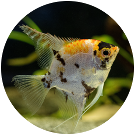Cichlid Angelfish 